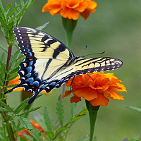 Buy canvas prints of Yellow female Eastern Tiger Swallowtail by Frankie Cat