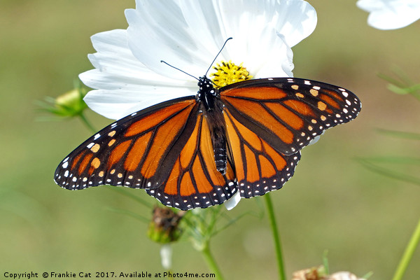 Monarch Butterfly on Cosmos Picture Board by Frankie Cat