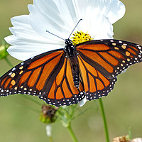 Buy canvas prints of Monarch Butterfly on Cosmos by Frankie Cat