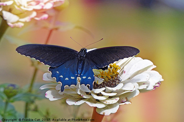 Spicebush Swallowtail Picture Board by Frankie Cat