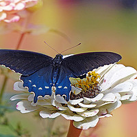 Buy canvas prints of Spicebush Swallowtail by Frankie Cat