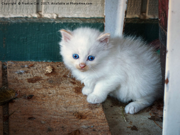 White Kitten Picture Board by Frankie Cat
