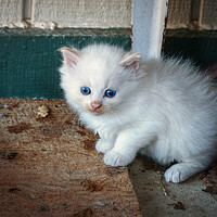 Buy canvas prints of White Kitten by Frankie Cat
