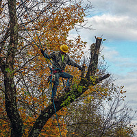 Buy canvas prints of Tree Surgeon by Frankie Cat