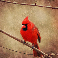 Buy canvas prints of Cardinal by Frankie Cat