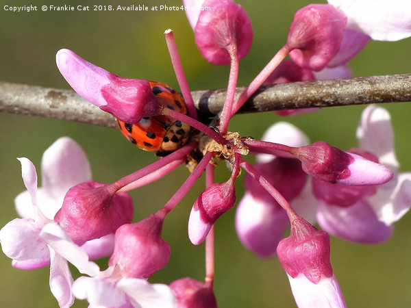 Flowering Redbud with Ladybug Picture Board by Frankie Cat