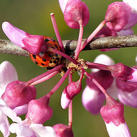 Buy canvas prints of Flowering Redbud with Ladybug by Frankie Cat