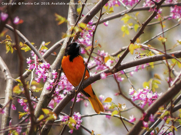 Baltimore Oriole Picture Board by Frankie Cat