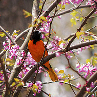 Buy canvas prints of Baltimore Oriole by Frankie Cat