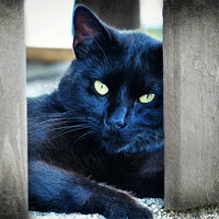 Buy canvas prints of Little Black Kitty by Frankie Cat