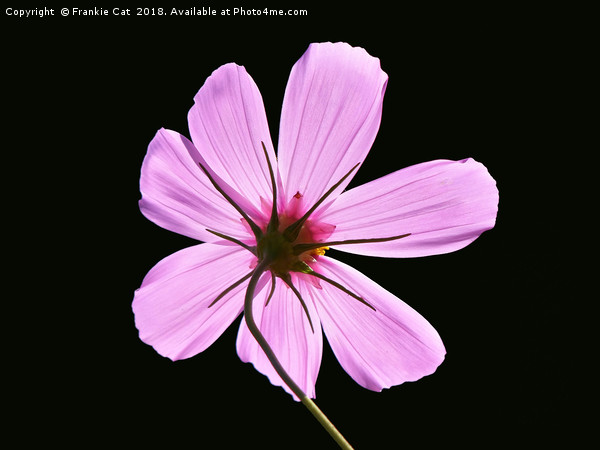 Pink Cosmos Picture Board by Frankie Cat