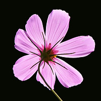 Buy canvas prints of Pink Cosmos by Frankie Cat