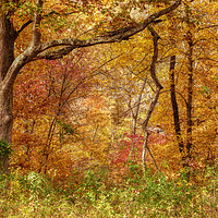 Buy canvas prints of Autumn Forest by Frankie Cat