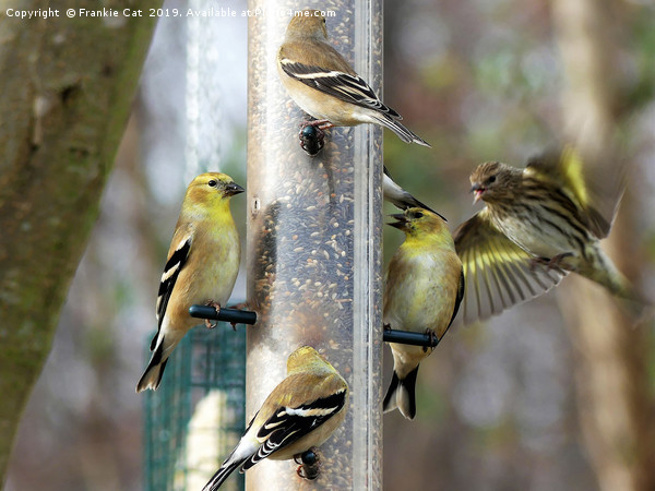 Goldfinches at the Feeder Picture Board by Frankie Cat