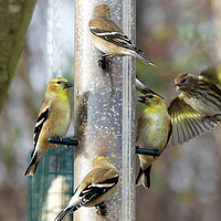 Buy canvas prints of Goldfinches at the Feeder by Frankie Cat