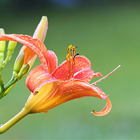 Buy canvas prints of Orange Tiger Lily by Frankie Cat