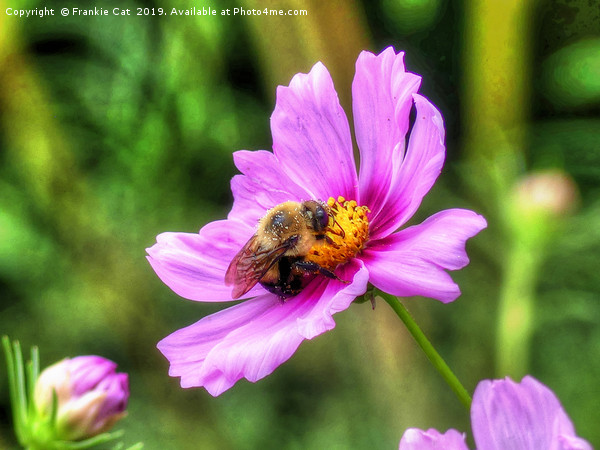 Bumble Bee on Pink Cosmos Picture Board by Frankie Cat