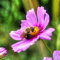 Buy canvas prints of Bumble Bee on Pink Cosmos by Frankie Cat