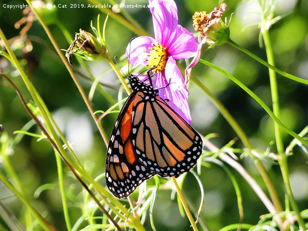 Monarch Butterfly Picture Board by Frankie Cat
