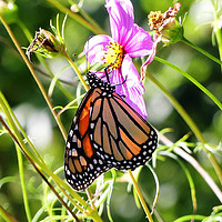 Buy canvas prints of Monarch Butterfly by Frankie Cat