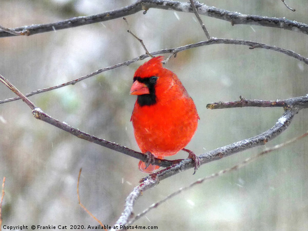 Cardinal in the Snow Picture Board by Frankie Cat