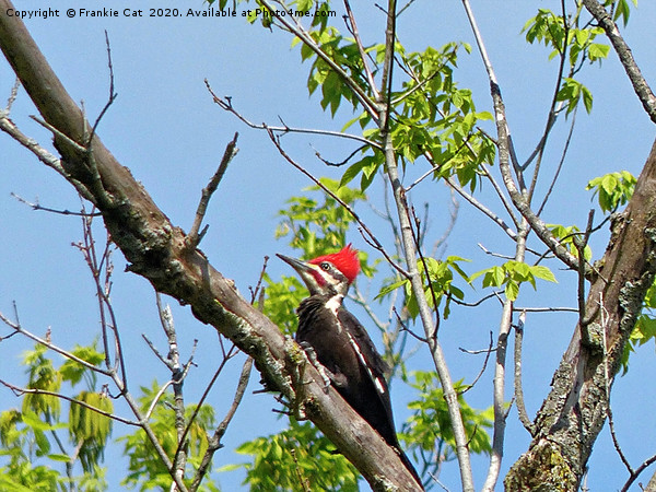Male Pileated Woodpecker Picture Board by Frankie Cat