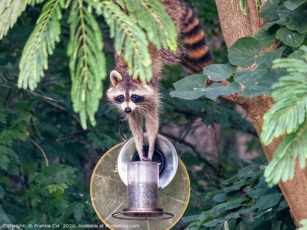 Raccoon at my Bird Feeder Picture Board by Frankie Cat