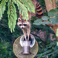 Buy canvas prints of Raccoon at my Bird Feeder by Frankie Cat