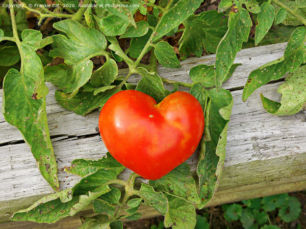 Heart Shaped Tomato Picture Board by Frankie Cat