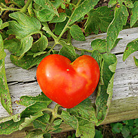 Buy canvas prints of Heart Shaped Tomato by Frankie Cat