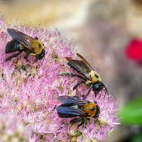 Buy canvas prints of 3 Bumblebees by Frankie Cat