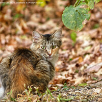 Buy canvas prints of Autumn Cat by Frankie Cat