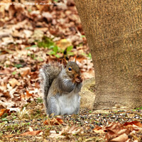Buy canvas prints of Hungry Squirrel by Frankie Cat