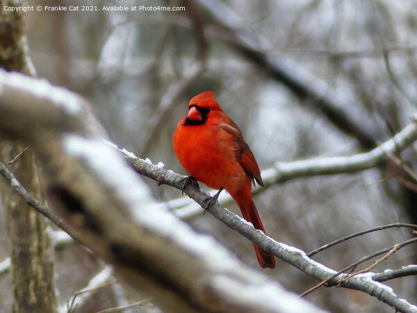 Male Cardinal Picture Board by Frankie Cat
