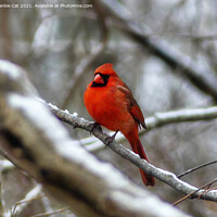 Buy canvas prints of Male Cardinal by Frankie Cat
