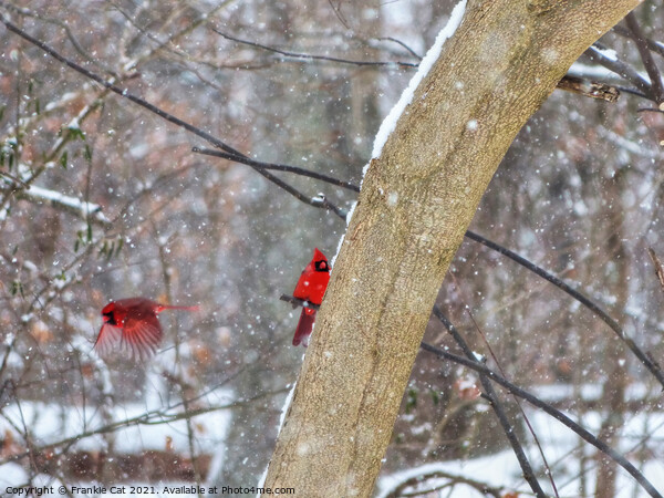 Cardinals in the Snow Picture Board by Frankie Cat