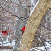Buy canvas prints of Cardinals in the Snow by Frankie Cat
