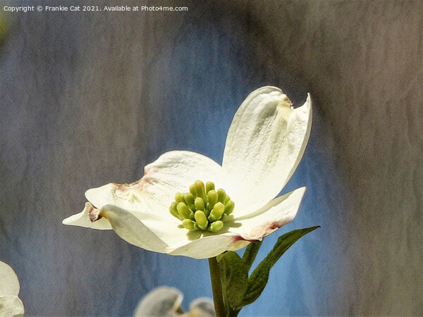 White Dogwood Bloom Picture Board by Frankie Cat