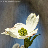 Buy canvas prints of White Dogwood Bloom by Frankie Cat