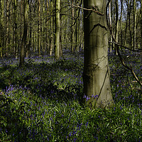 Buy canvas prints of The Bluebells in Dukes Wood                        by Susan Cosier