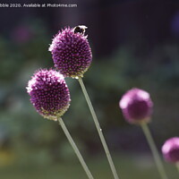 Buy canvas prints of Allium and Bee by Susan Cosier