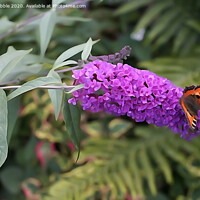 Buy canvas prints of Buddleia in Acrylic by Susan Cosier