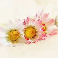 Buy canvas prints of Daisy by Dagmar Giers