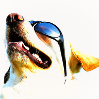 Buy canvas prints of My cool dog Timmy  by Dagmar Giers