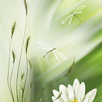 Buy canvas prints of Dragonfly pair  by Dagmar Giers