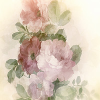 Buy canvas prints of Bush roses by Dagmar Giers