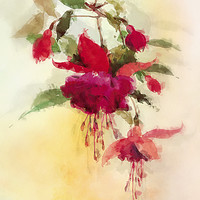 Buy canvas prints of Fuchsia by Dagmar Giers