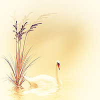 Buy canvas prints of White Swan  by Dagmar Giers