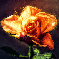 Buy canvas prints of orange rose by Dagmar Giers