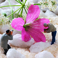 Buy canvas prints of Miniature landscape - pink flower  by Dagmar Giers
